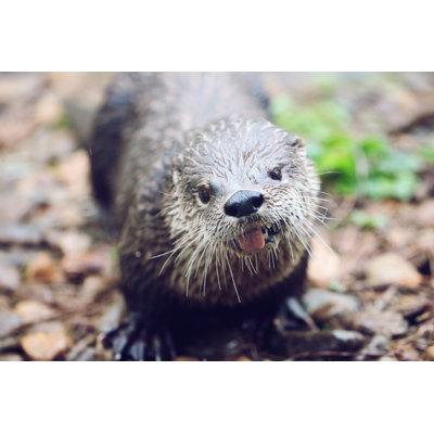 River Otter - Wrapped Canvas Photograph