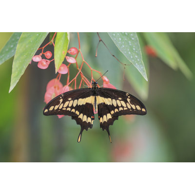 Papillon géant (Papilio Cresphontes)