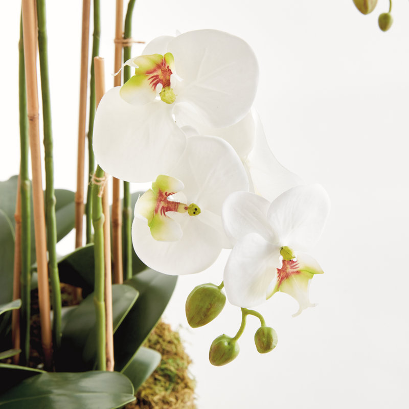 Arrangement d'orchidées, H 14,9 po x l 36,2 po x P 9,4 po