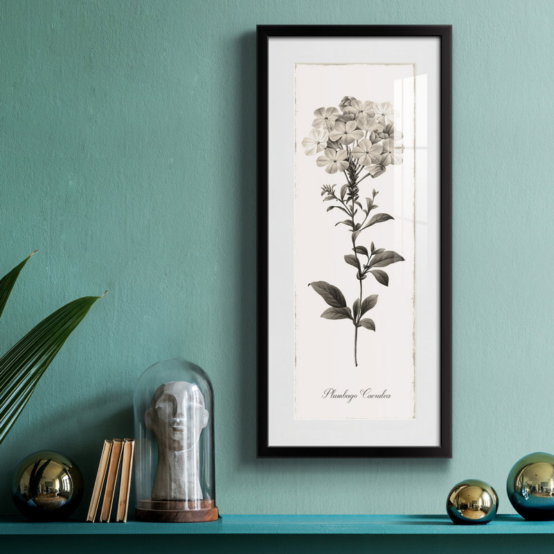 " Slender Leadwort ", Black