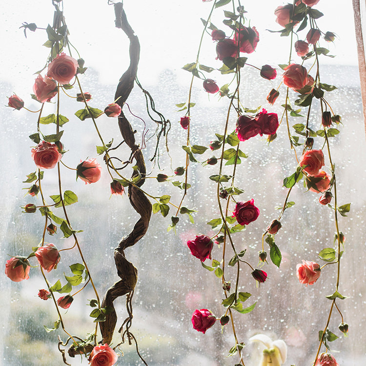Branche rose, Rose vif