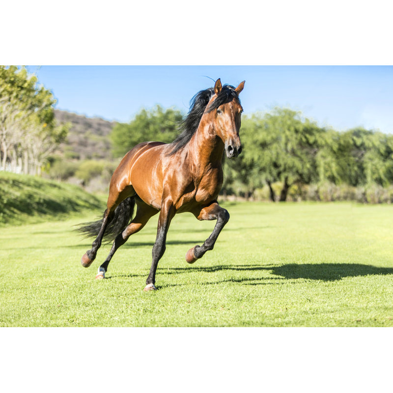 Thoroughbred Wild Horse, Running Free In The Field - Wrapped Canvas Print, 51cm H x 76cm W