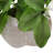 Real-Touch Magnolias in Decorative Vase