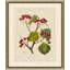 Wilts Red Berries VI Print