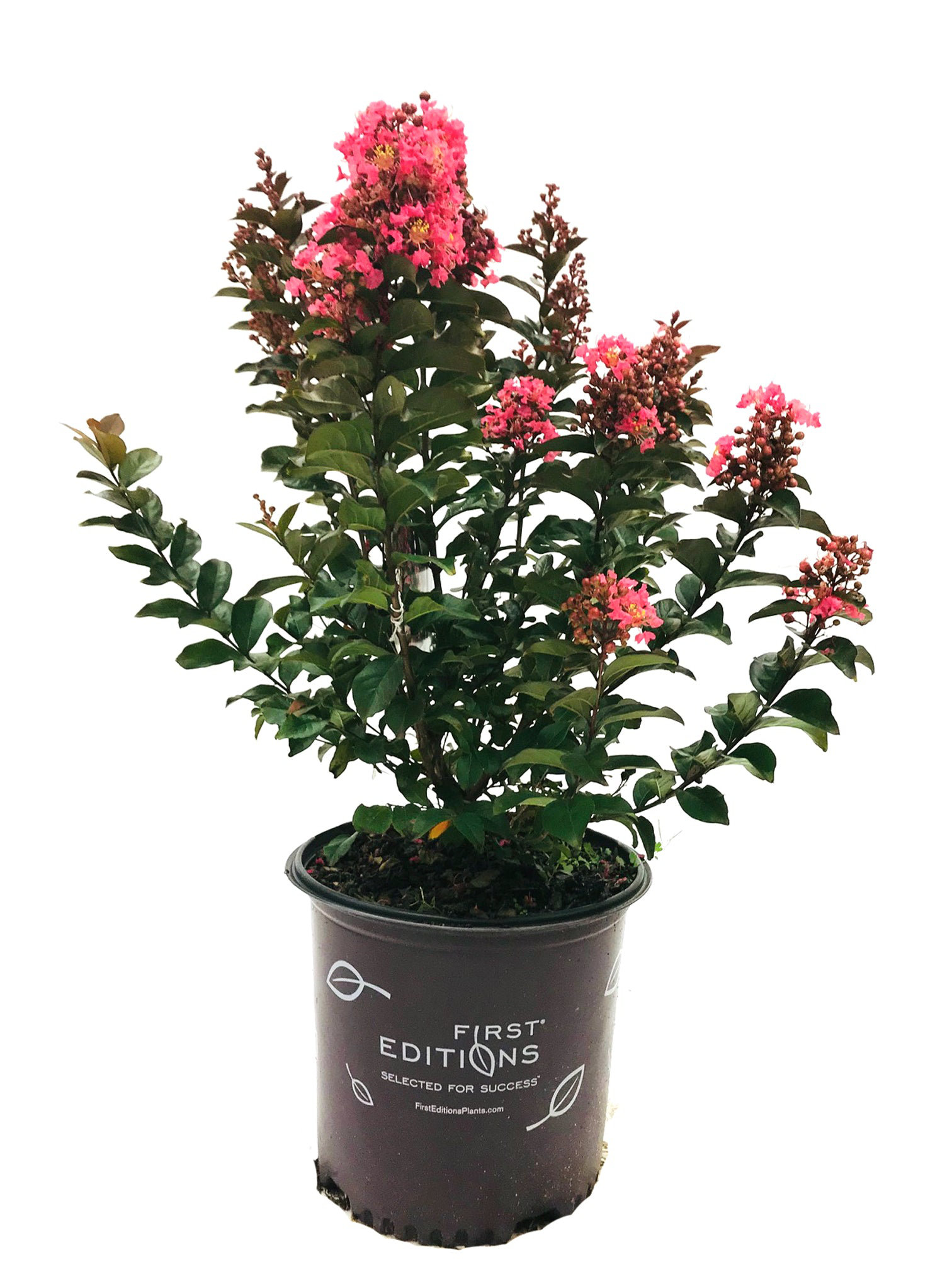 American Plant Exchange Flowering Trees Live Coral Magic Crape Myrtle ...