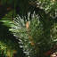 Arbre de Noël pin vert réaliste 5 pi 10 po