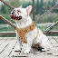 Harnais pour chien en maille, harnais anti-traction ajustable et rembourré avec anneau en D et boucle pour chiens-2013099507-2013099466
