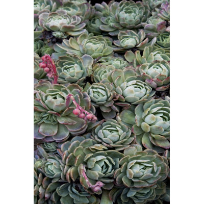 " Ice Plant Clovers " Painting Print
