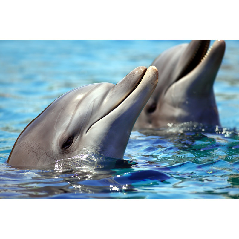 Dolphins in sea 94324849, 30cm H x 46cm W
