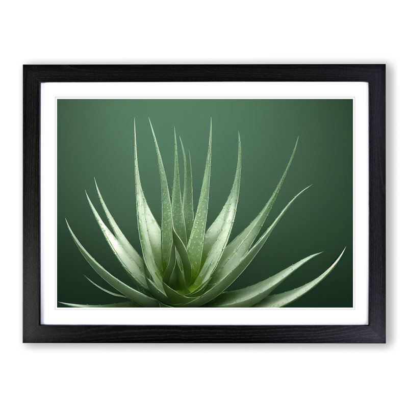 Stunning Aloe Vera Plant - Single Picture Frame Print, Black, 46cm H x 64cm W x 2cm D