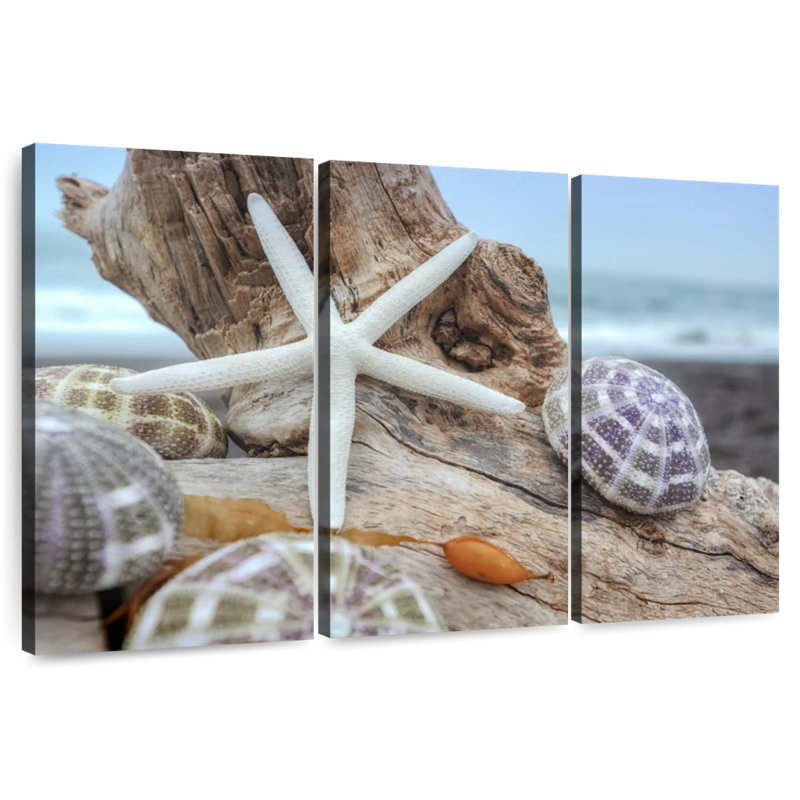 White crescent beach shells vii Aletra, H 24 po x l 38 po
