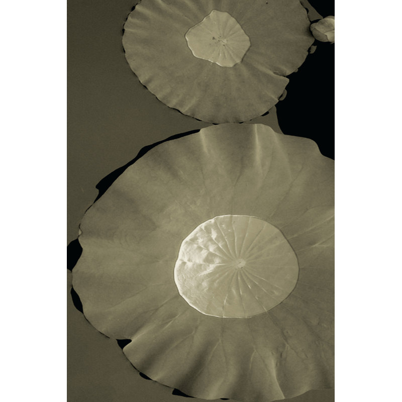 Lotus I by Tang Ling - Wrapped Canvas Art Prints, 46cm H x 30cm W