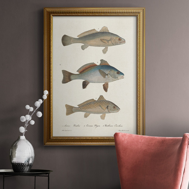 Espèces de poissons antiques III, toile encadrée de qualité supérieure - prête à être accrochée, H 20 po x l 16 po x P 2,5 po