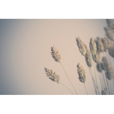 «Dried Grass Study» par Nathan Larson, impression sur toile tendue