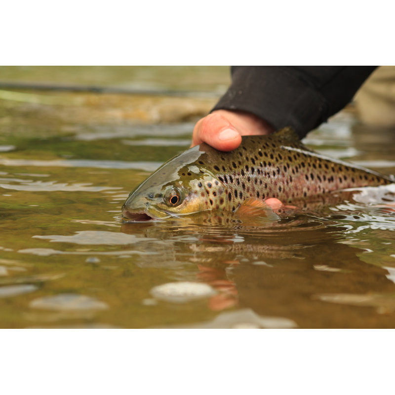 Brown Trout Release by KevinCass - Wrapped Canvas Painting, 61cm H x 91cm W