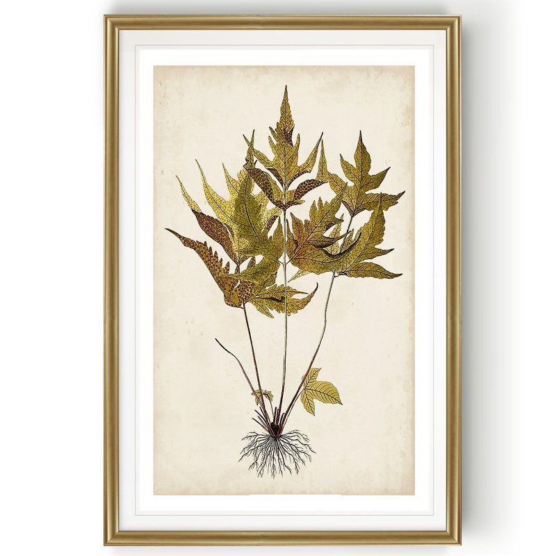 Fern Botanical II - reproduction sur toile, H 18,5 po x l 24,5 po x P 1,5 po, Cadre doré