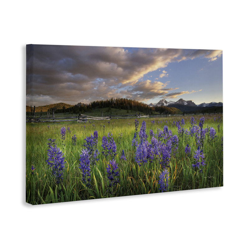  Lavande Bloom Meadows, art mural sur toile par Alan Majchrowicz, H 16 po x l 24 po