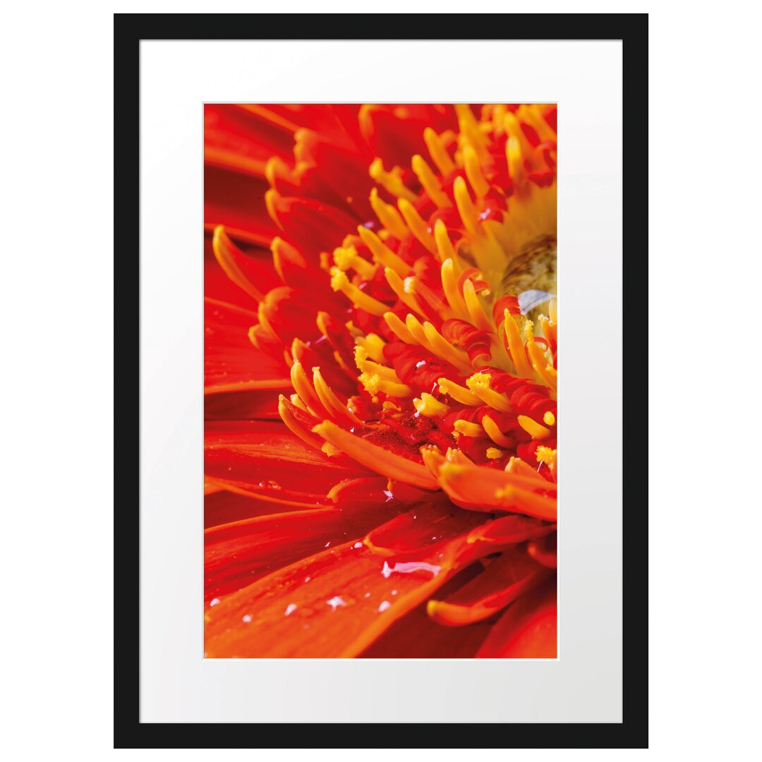 Gerahmtes Poster Gerbera mit Wassertropfen