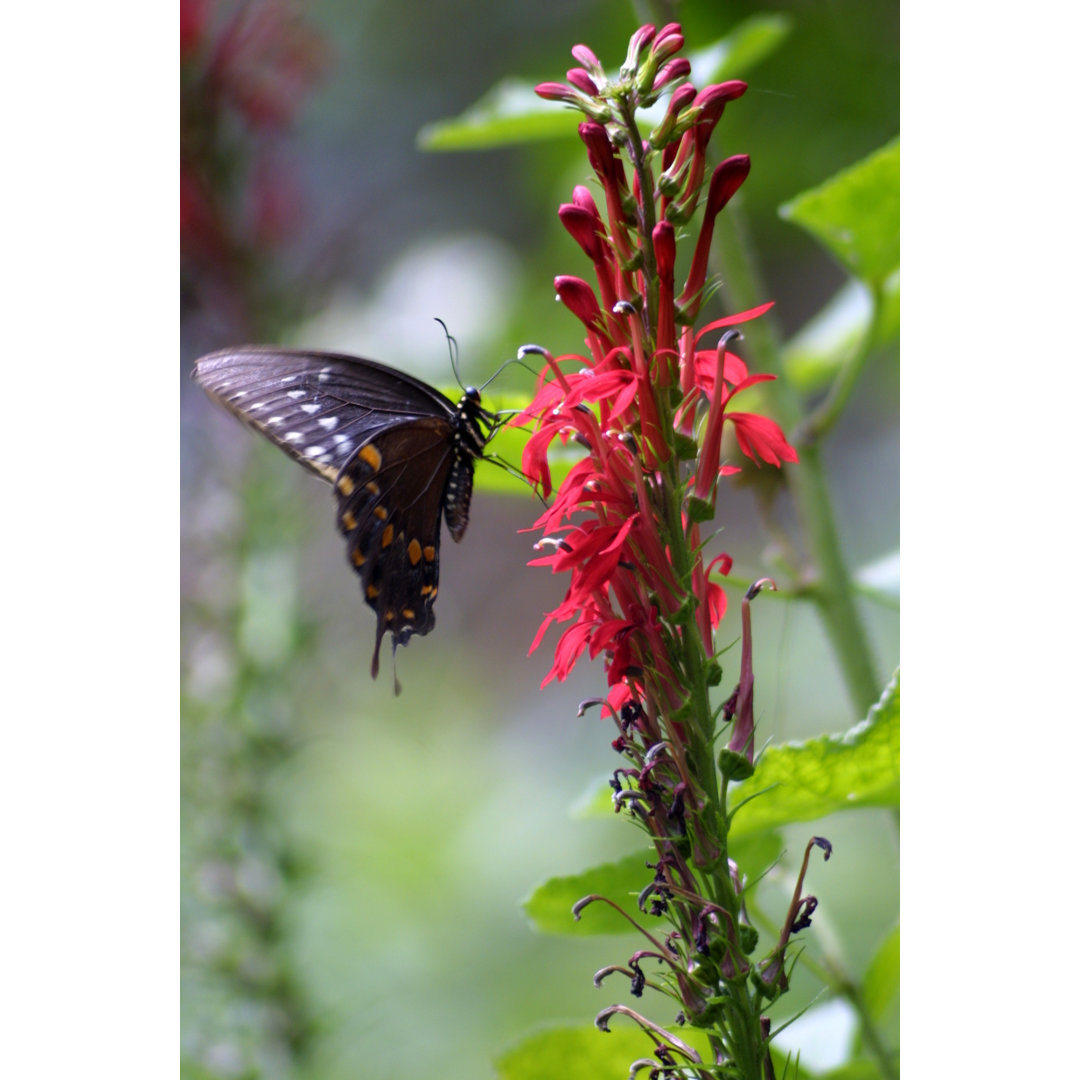 Schmetterling auf Kardinalblume von Cjmckendry - Kunstdrucke ohne Rahmen auf Leinwand