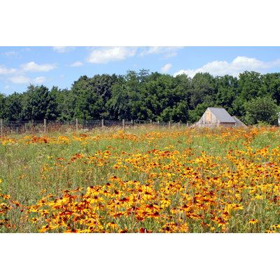 Cone Flower Meadow par 2Windspa