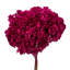 Hortensia naturel 15 "avec plusieurs branches, Natural Botanicals-1726425400
