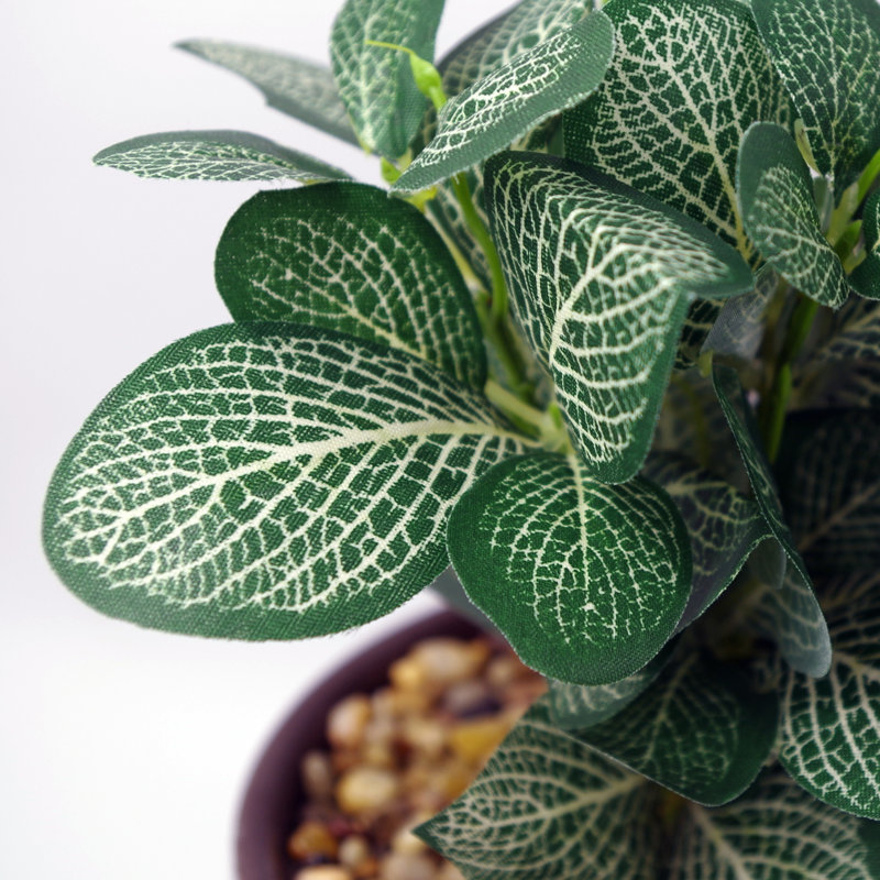Annistin 22cm Plant