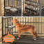 Cage pour chien à structure métallique avec 2 bols réglables