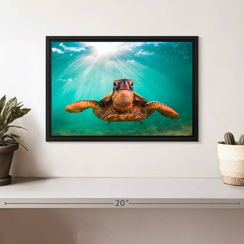 Tortue verte de Maui, Cadre flottant noir, 13 po x 9 po