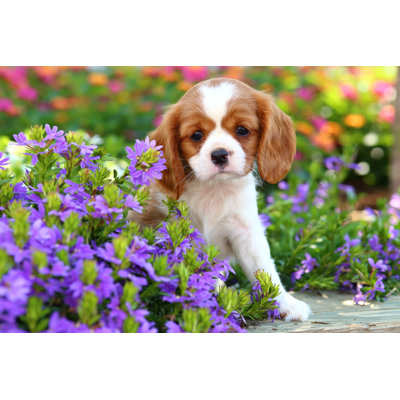 Baus " Cavalier King Charles Spaniel Puppy " by Jlsnader