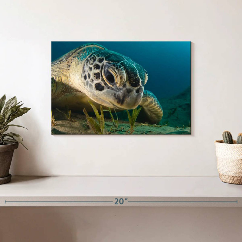 Gros plan d'une tortue de mer Brampt, H 8 po x l 12 po