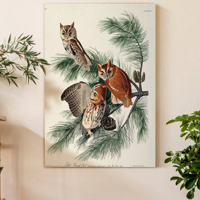 Pl 97 Little Screech Owl - impression sur toile tendue, H 27 po x l 18 po x P 1 po