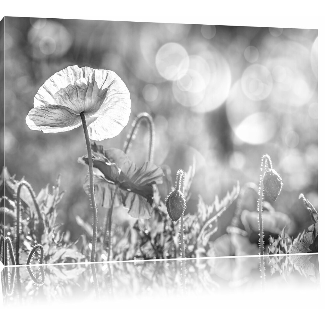 Leinwandbild „Kalifornischer Mohn im Frühling“, Fotodruck