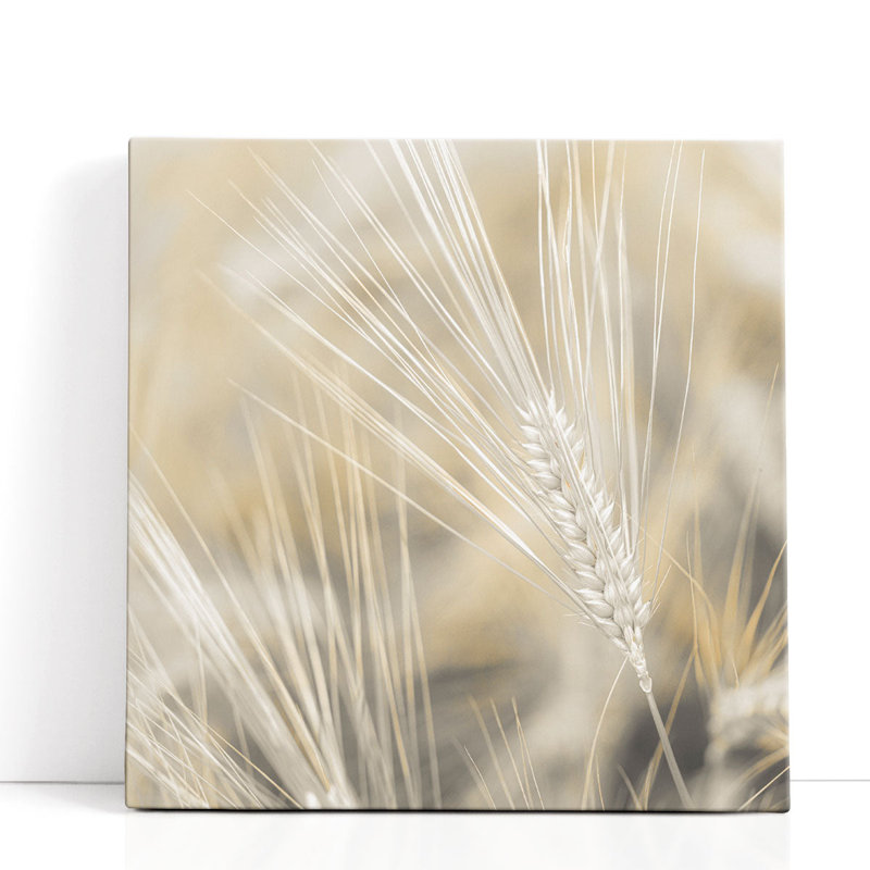 Wheat Close-up - Canvas Print Wall Art, 40" H x 40" W