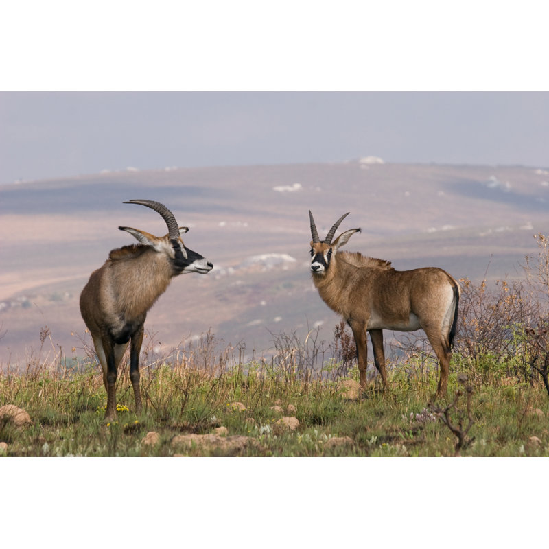 Antilopes Roan par Fotogaby, H 24 po x l 36 po