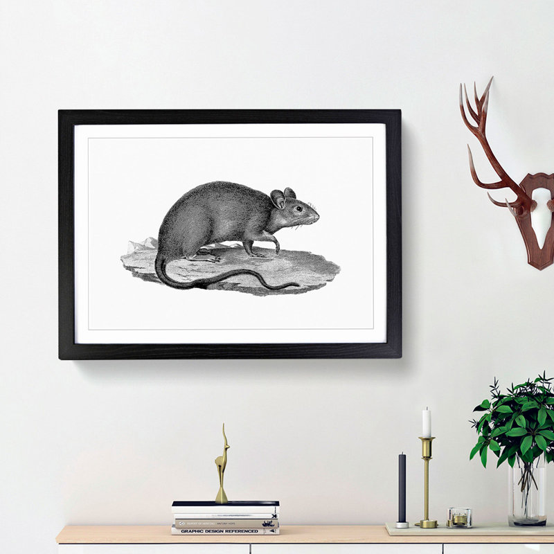 Rat Illustration - Framed Print, 27cm H x 36cm W x 2cm D, Black Framed