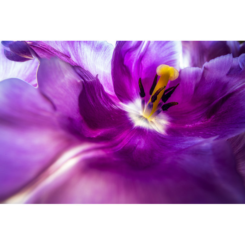 Tulip House by Peter Vahlersvik - Wrapped Canvas Print, 81cm H x 122cm W