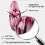 Pivoine Diab rose vert captivant II - horloges murales asymétriques florales en métal, horloge murale courbée rose-158016076