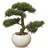 4" Bonsai Tree in Pot