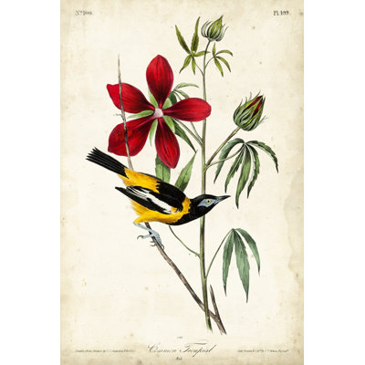 Audubon Bird and Botanical I by John Audubon - Graphic Art