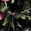 Tapisserie murale légumes et radis noirs-133634972