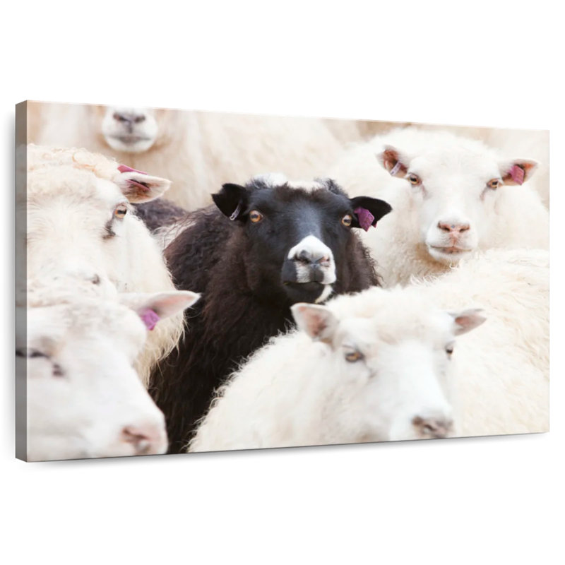 Brampt Standout Black Sheep, 34" H x 51" W