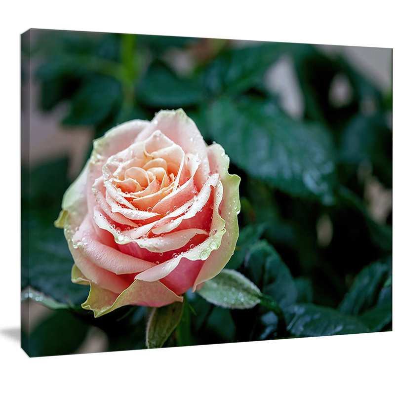 «Red and Orange Rose Flower Close-Up», reproduction de photo sur toile tendue, H 12 po x l 20 po