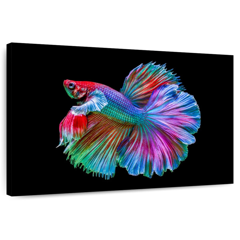 Poisson Betta chromatique, H 8 po x l 12 po