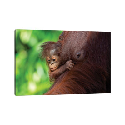 Orangutan Baby Hanging On Mother by Mogens Trolle - Wrapped Canvas Gallery-Wrapped Canvas Giclée