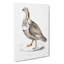 Pheasant Grouse Illustration by John Edward Gray - Wrapped Canvas-55366430