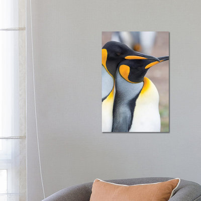 Courtship Display. King Penguin On Falkland Islands. 1 Piece Wrapped Canvas Wall Art
