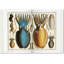 Seba Cabinet Of Natural Curiosities