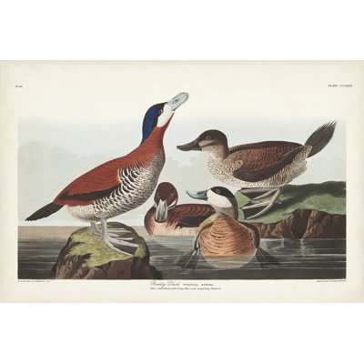 Pl 343 Ruddy Duck