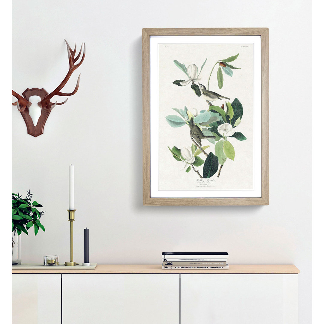 Warbling Flycatcher Birds by John Audubon - Framed Print