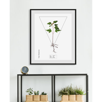 Plant - Single Picture Frame Print